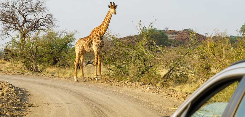 Safaris